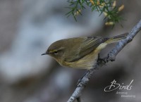 /album/tjiftjaf/tjifftjaff-phyloscopus-collybita-common-chiffchaff-dd-jpg-jpg/
